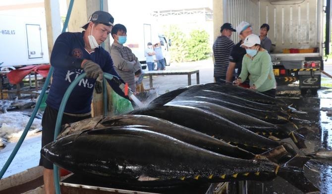 Hàn Quốc tăng mua gần 500% cá ngừ đóng hộp của Việt Nam - ảnh 1