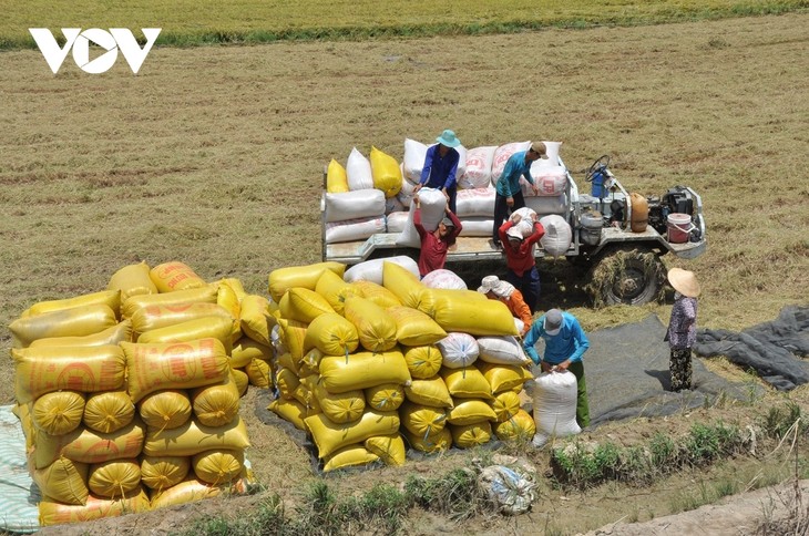 Kim ngạch xuất khẩu gạo Việt Nam tăng mạnh - ảnh 1