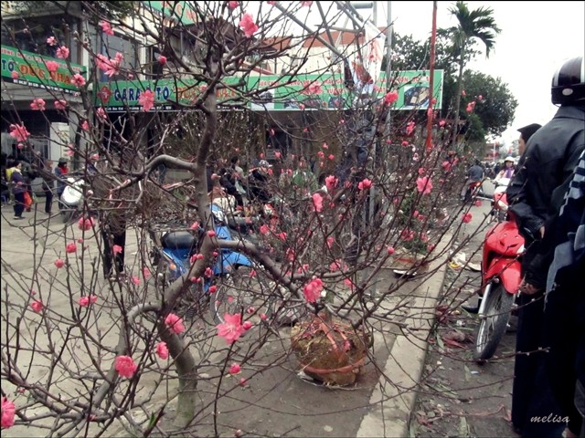 Pasar bunga Quang Ba (Hanoi) pada tanggal 30 bulan duabelas tahun imlek  - ảnh 9