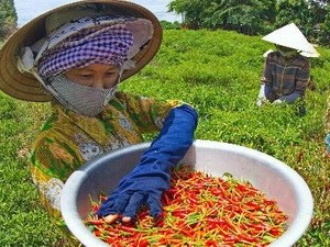 Vietnam dan Israel memperkuat kerjasama pertanian - ảnh 1