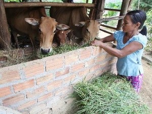  IFAD memberikan bantuan senilai USD 33 juta untuk membantu keluarga miskin di  dua provinsi Ha Tinh dan Quang Binh - ảnh 1