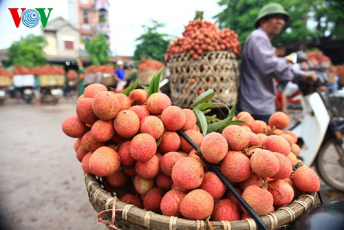 Musim buah leci di Vietnam - ảnh 9