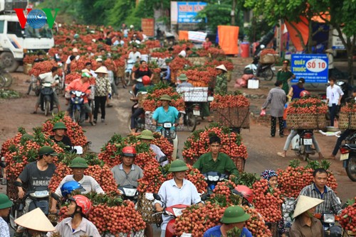 Musim buah leci di Vietnam - ảnh 4