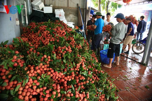 Musim buah leci di Vietnam - ảnh 11