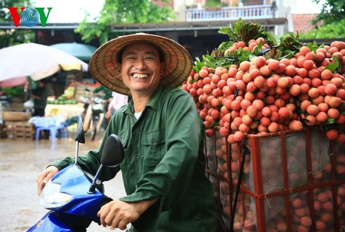 Musim buah leci di Vietnam - ảnh 7