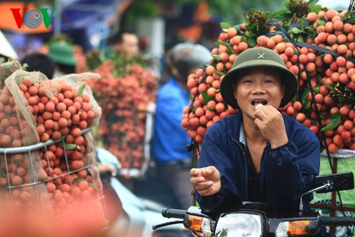 Musim buah leci di Vietnam - ảnh 8
