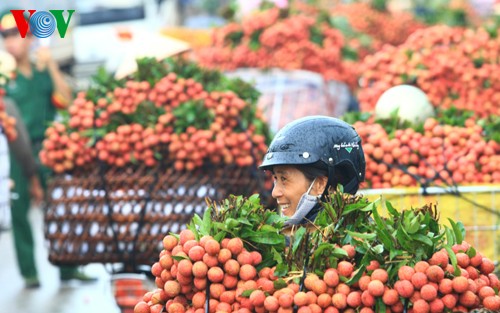 Musim buah leci di Vietnam - ảnh 6