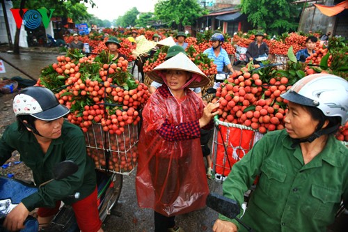 Musim buah leci di Vietnam - ảnh 2