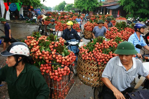 Musim buah leci di Vietnam - ảnh 3