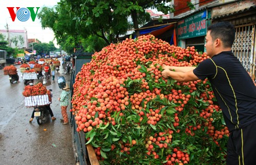 Musim buah leci di Vietnam - ảnh 12