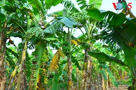 Kebun pohon pisang  di  tanah gosong yang kecil di tengah sungai Hong (sungai Merah) - ảnh 2