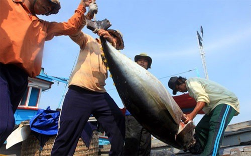 Kejuruan penangkapan ikan tuna samudera di Vietnam - ảnh 1