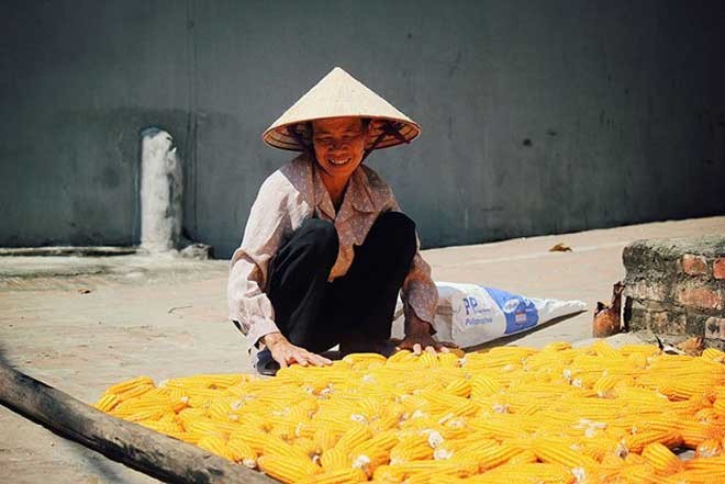 Keindahan desa kuno Duong Lam, Hanoi - ảnh 4