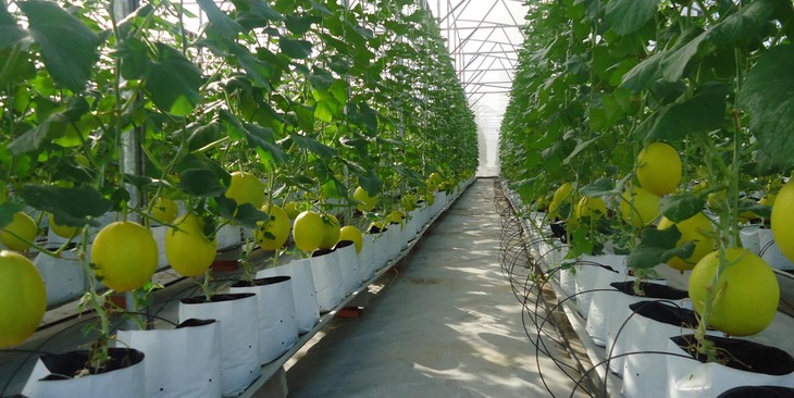Pertanian teknologi tinggi–Pengarahan perkembangan ekonomi yang berkesinambungan kawasan Tay Nguyen - ảnh 1