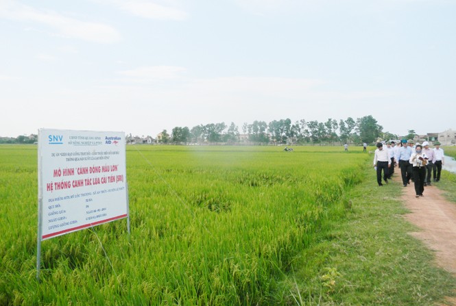 Propinsi Quang Binh membangun pola persawahan besar sehingga berhasil guna dalam produksi pertanian - ảnh 1