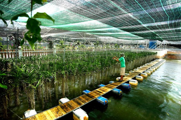 Perkembangan pertanian teknologi tinggi di kota Ho Chi Minh - ảnh 1