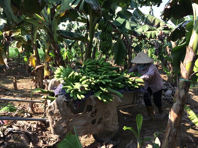 Kaum tani di kecamatan perbatasan Huoi Luong, propinsi Lai Chau menanami pohon pisang - ảnh 1
