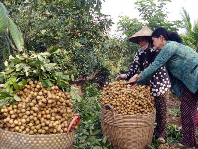 Kaum tani propinsi Dong Thap mencapai kemakmuran dari hasil pertanian yang organik - ảnh 1