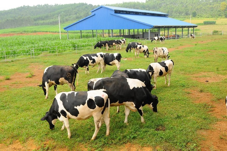 Memperkenalkan sepintas lintas tentang peternakan sapi perah Vietnam - ảnh 1