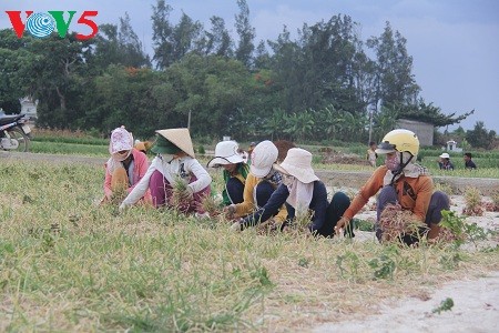Usaha pemanaman bawang merah dan bawang putih di kabupaten pulau Ly Son, provinsi Quang Ngai - ảnh 1