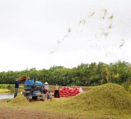 Kota Can Tho bekerjasama dengan badan-badan usaha Australia memperkuat kemampuan ekspor beras - ảnh 1
