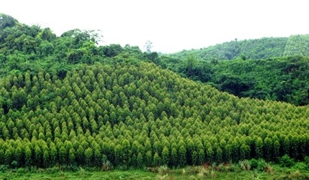 VOV5 memperkenalkan selintas lintas tentang hutan produksi di Vietnam - ảnh 1