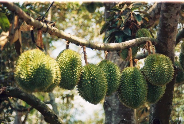 Perkenalan sepintas lintas tentang buah durian di Vietnam - ảnh 1