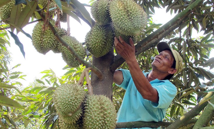 Perkenalan tentang buah durian Vietnam  - ảnh 1