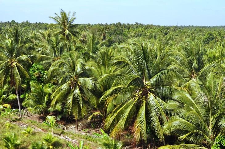 Pohon kelapa di  kebun-kebun perkarangan Propinsi Ben Tre - ảnh 1