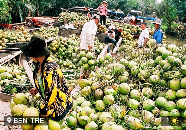 Pohon kelapa di  kebun-kebun perkarangan Propinsi Ben Tre - ảnh 2