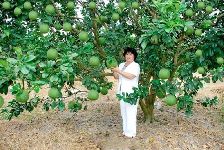 Petani memperoleh satu  miliar VND per tahun karena menanam jeruk bali berkulit hijau - ảnh 1