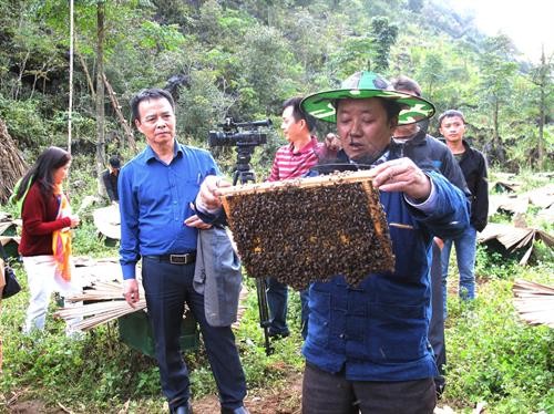 Pola penanaman sayuran aman dan pembubidayaan lebah madu membantu petani mengentas dari kemiskinan di Propinsi Ha Giang - ảnh 1
