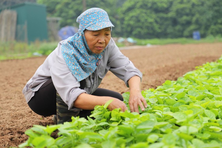 Kaum petani  di Propinsi Lai Chau mencapai kesejahteraan karena memproduksi pertanian spesialis - ảnh 1