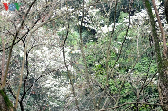  Hanoi adorned with white blossoms - ảnh 2