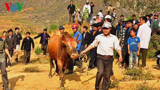 Ox fighting at Khau Vai love market festival  - ảnh 1