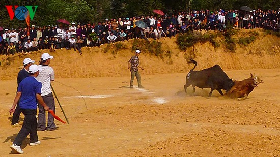 Ox fighting at Khau Vai love market festival  - ảnh 9
