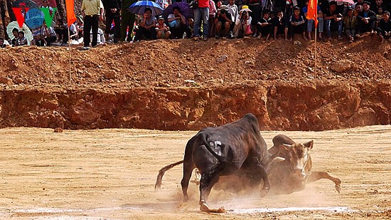 Ox fighting at Khau Vai love market festival  - ảnh 10