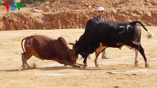 Ox fighting at Khau Vai love market festival  - ảnh 11