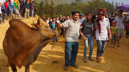 Ox fighting at Khau Vai love market festival  - ảnh 12