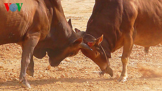 Ox fighting at Khau Vai love market festival  - ảnh 2