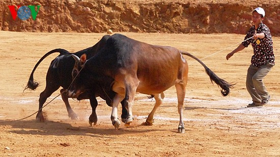 Ox fighting at Khau Vai love market festival  - ảnh 3
