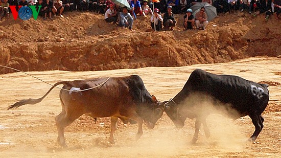 Ox fighting at Khau Vai love market festival  - ảnh 4