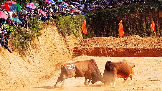 Ox fighting at Khau Vai love market festival  - ảnh 5
