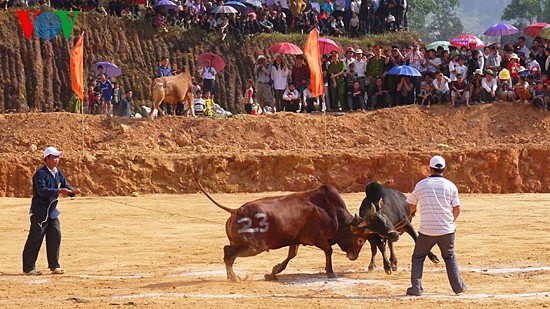Ox fighting at Khau Vai love market festival  - ảnh 6