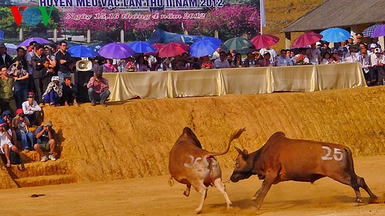 Ox fighting at Khau Vai love market festival  - ảnh 8