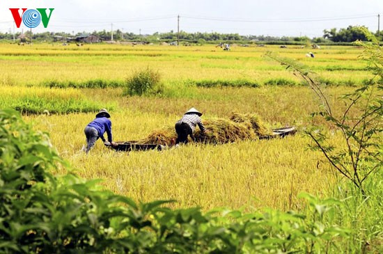 Rice harvest time - ảnh 4