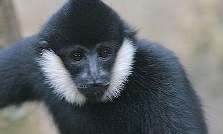 Vu Quang national park offers home for rare gibbon - ảnh 1