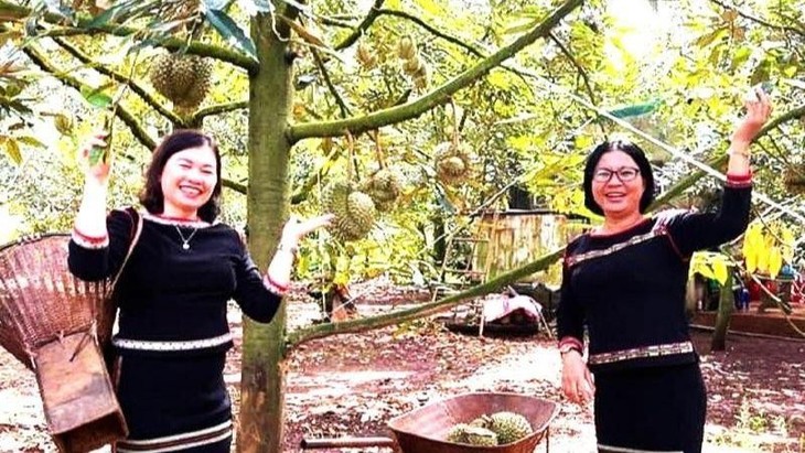 First Krong Pac district durian festival to open in early September  - ảnh 1