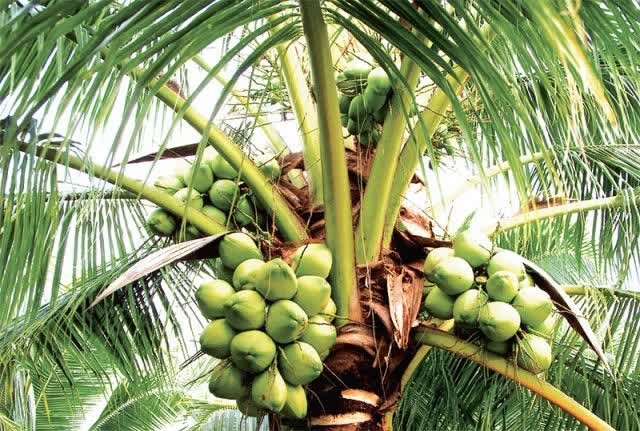 Agriculture Department to Promote Gelatinous Coconut Cultivation - ảnh 1