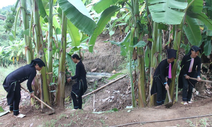 莱州省霍隆边境乡农民靠种植香蕉脱贫 - ảnh 2